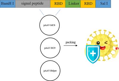 Development of an Adeno-Associated Virus-Vectored SARS-CoV-2 Vaccine and Its Immunogenicity in Mice